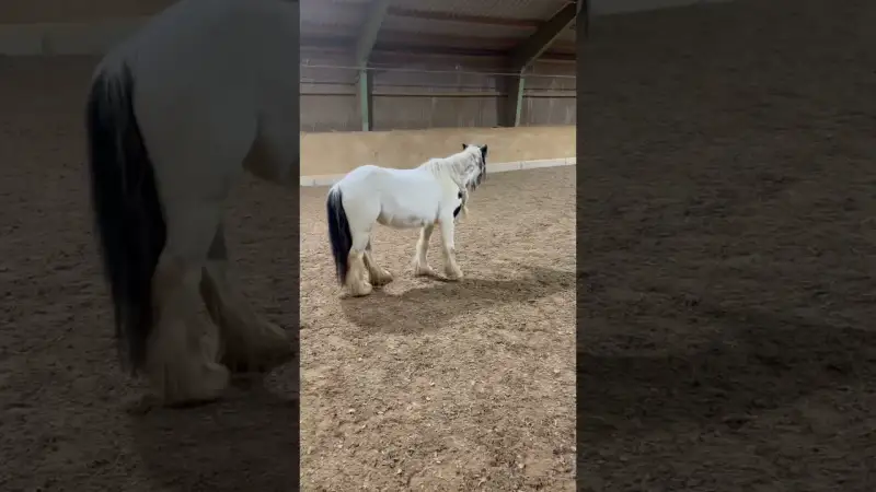 Sie stellt sich tot vor ihrem Pferd... Fiona reagiert UNFASSBAR!