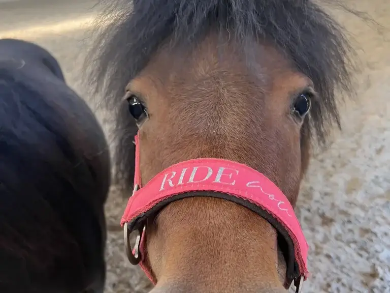 Coco in ihrer entspannten Art