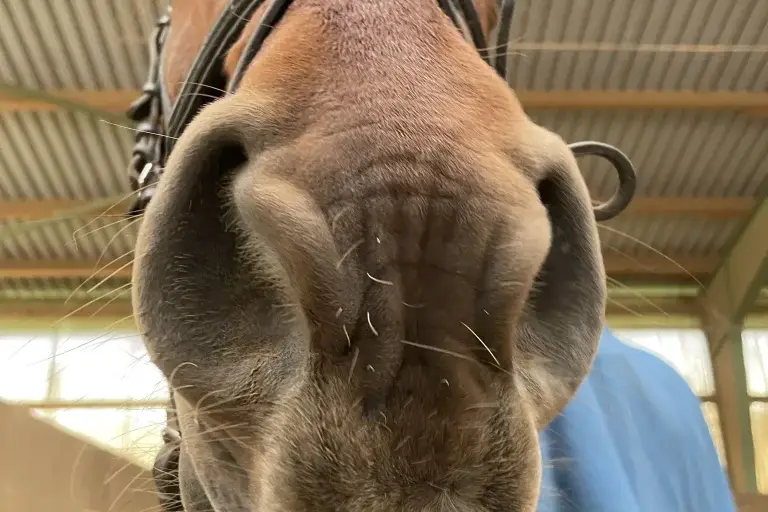 Simon - unser sanfter Riese beim Entspannen