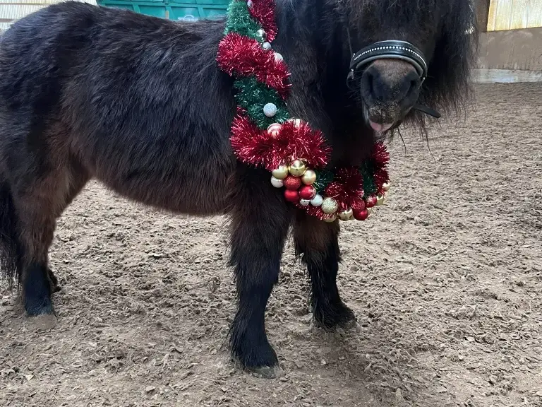 Pucki mit seiner Futterschüssel