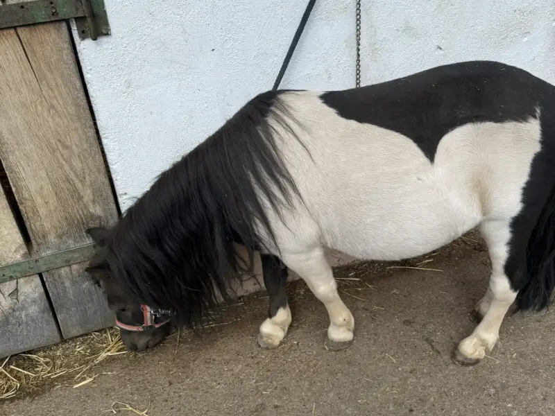 Napoleon auf der Weide