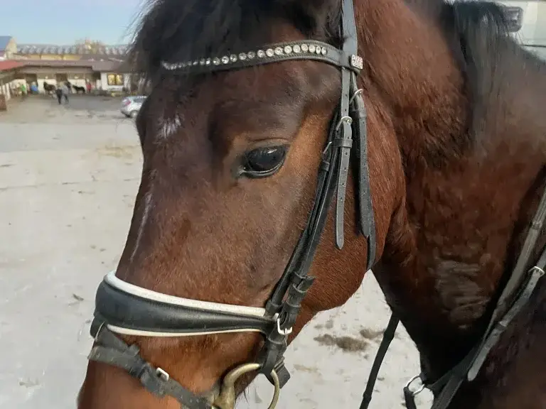 Balu entspannt auf der Weide