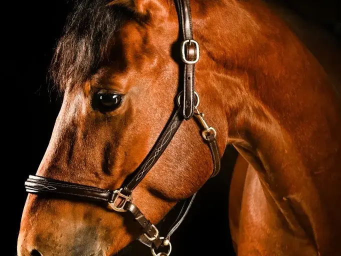 Balu in seiner vollen Schönheit