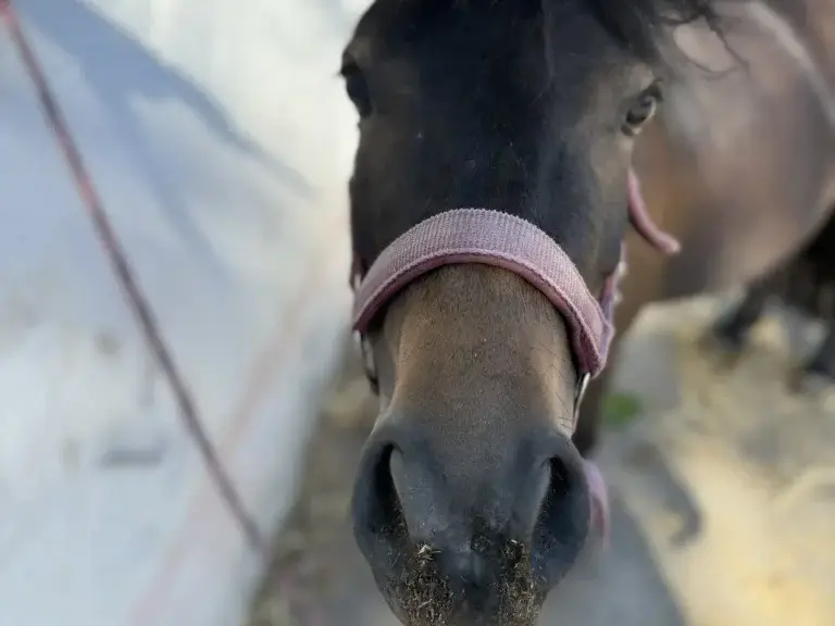 Chica beim Spielen im Stall