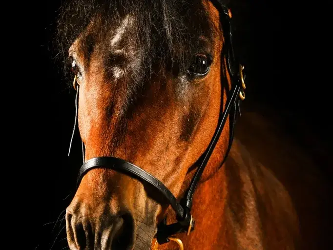 Kylo von seiner schicksten Seite