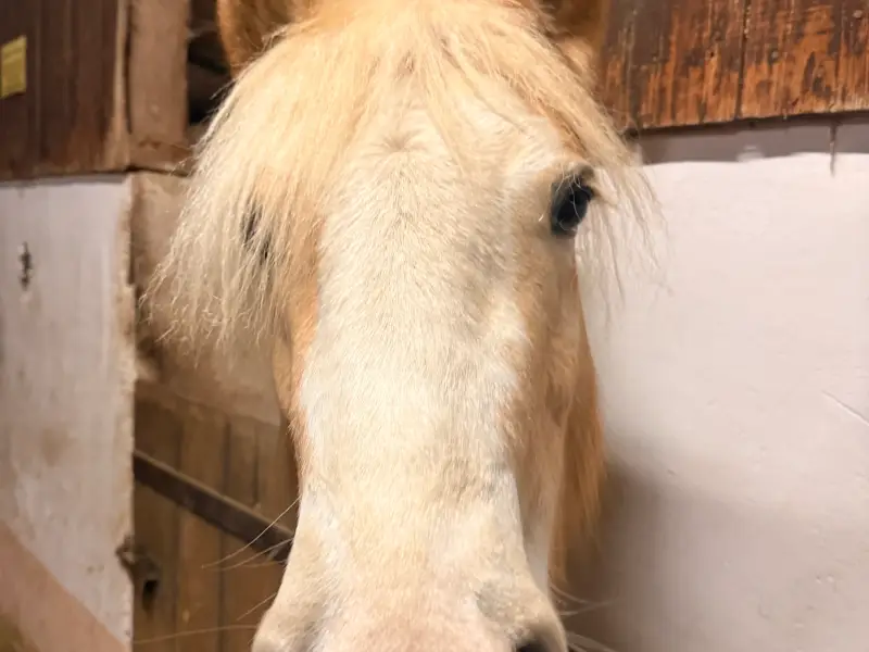 Laika blickt neugierig in die Kamera