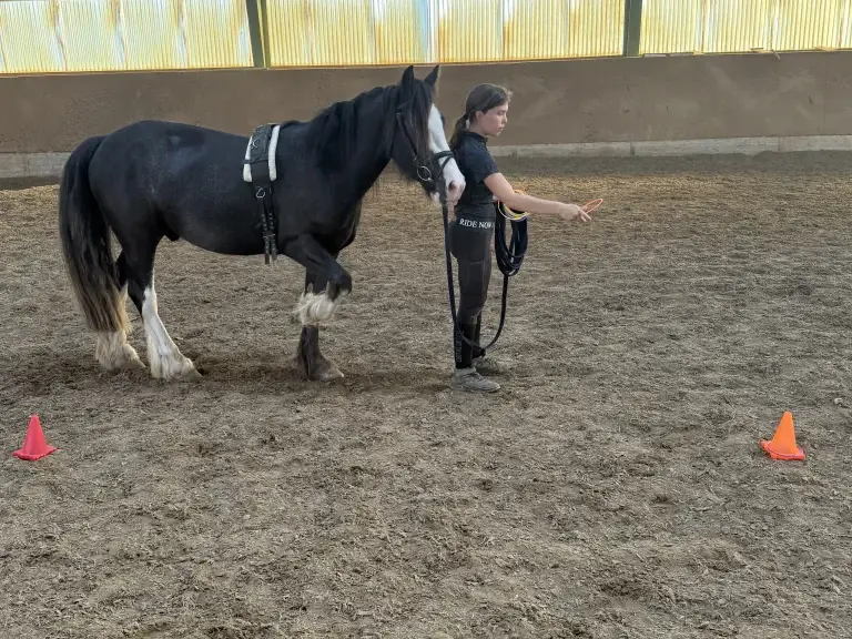 Lennox, der Therapie-Tinker bei der Arbeit