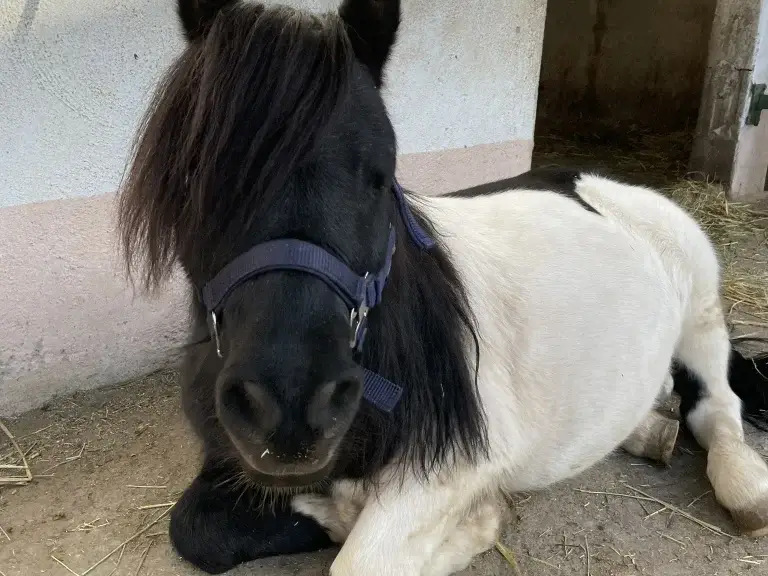 Napoleon zeigt seinen cleveren Blick