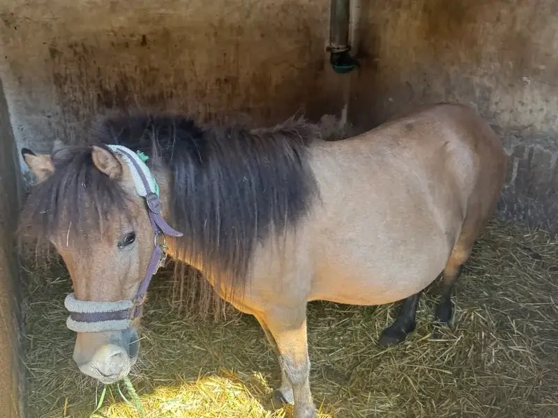 Quacky beim gemütlichen Heu futtern