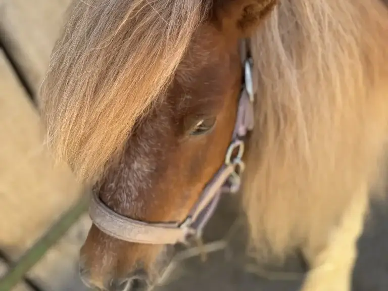 Ruffy beim Schmusen im Sonnenlicht