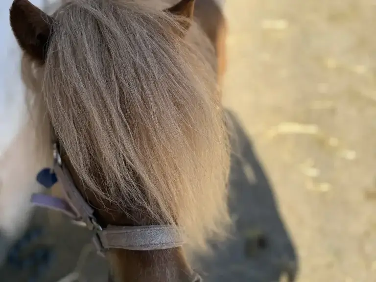 Ruffy läuft mit wehender Mähne