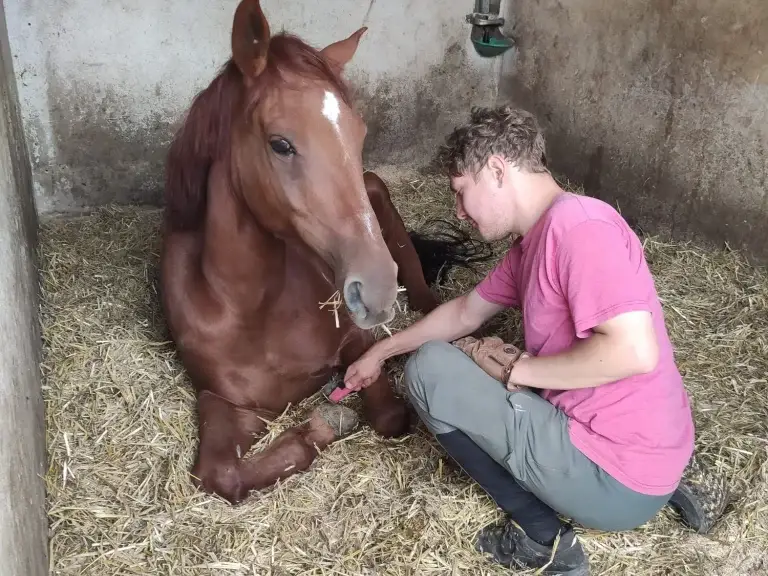 Tim kratzt Simon liebevoll die Hufe aus, während er entspannt liegt