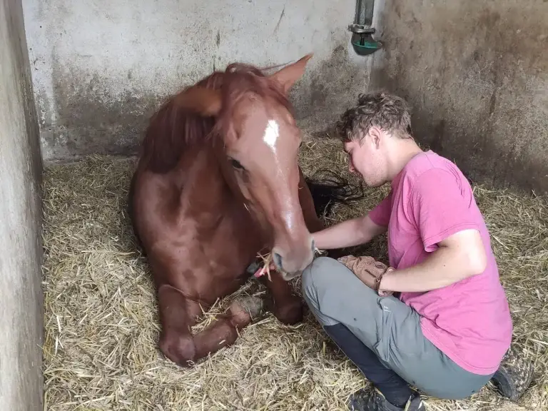Hufpflege beim liegenden Simon - Vertrauen zwischen Pferd und Mensch