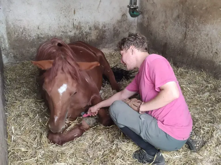 Simon genießt die entspannende Hufpflege durch Tim