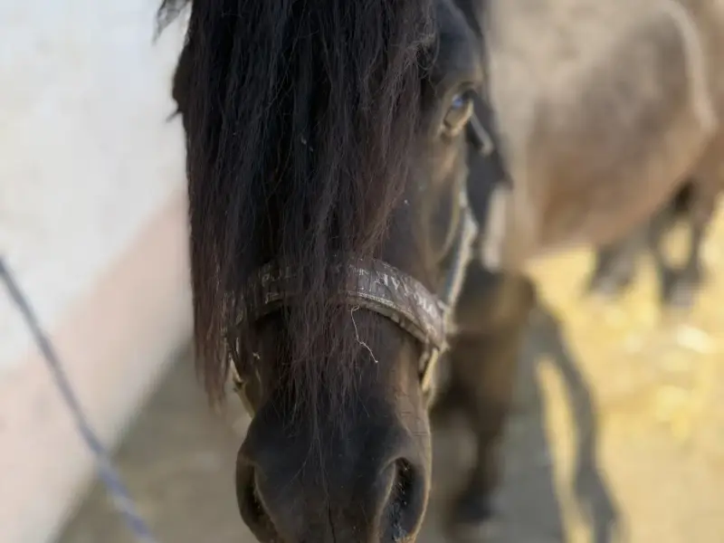 Sleepy döst in der Sonne