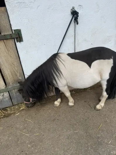 Napoleon - Galeriebild 6