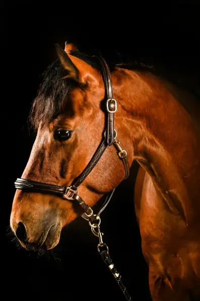 Balu - Galeriebild 2