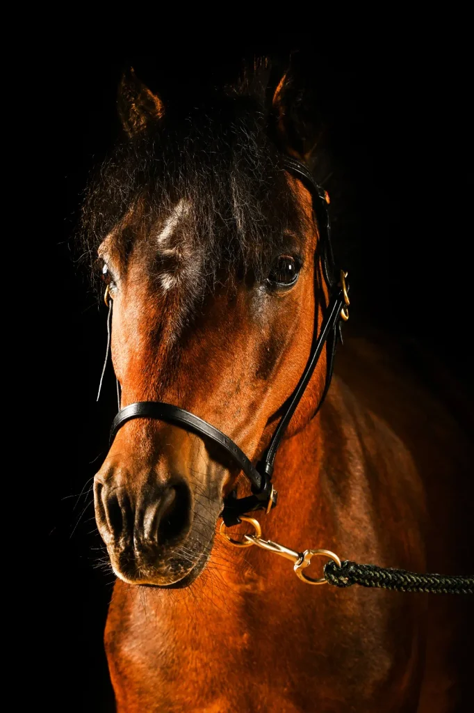 Kylo - Galeriebild 3