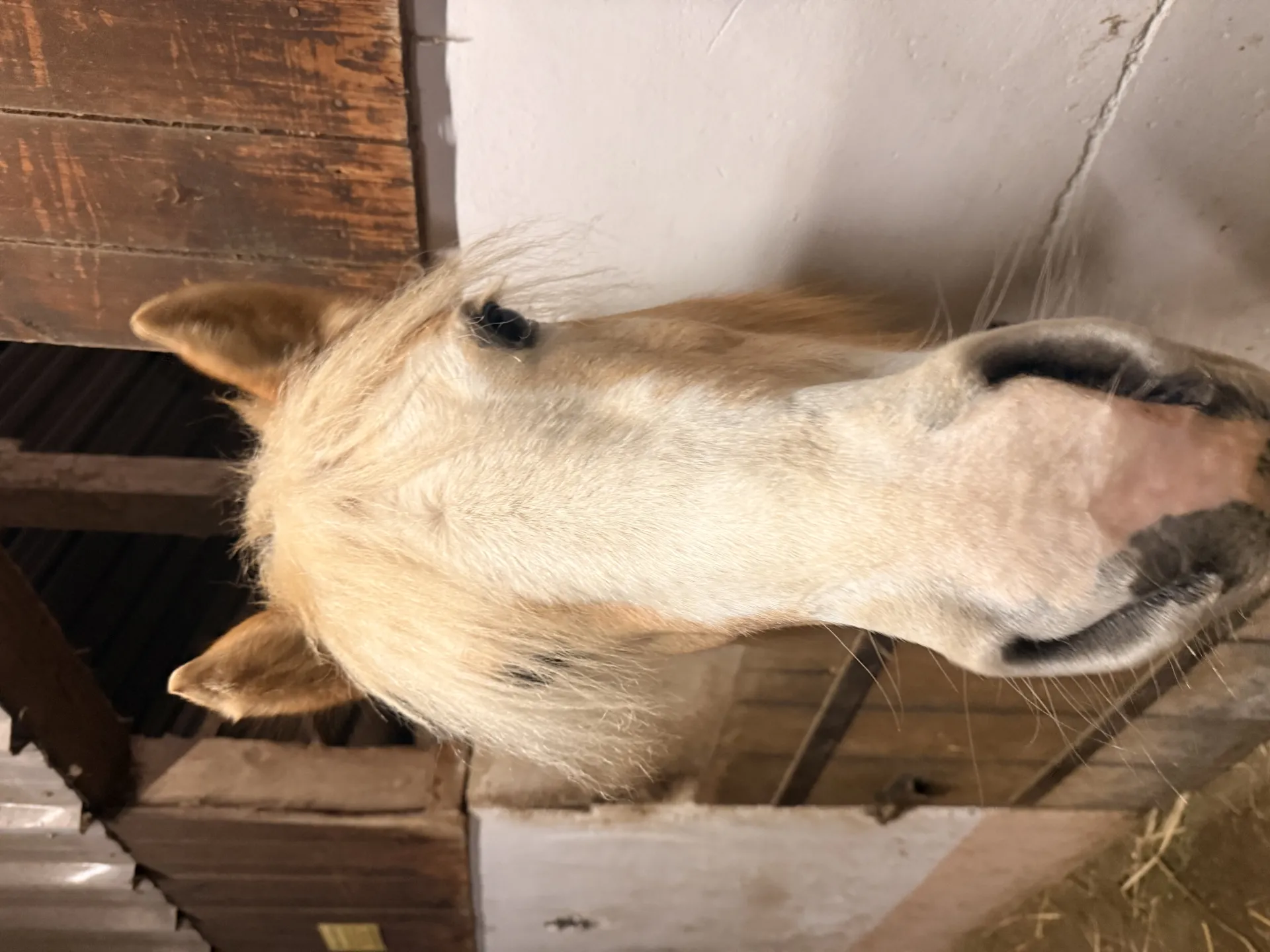 Laika - Galeriebild 1