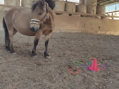 Quacky - Galeriebild 5