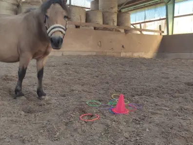 Quacky - Galeriebild 4