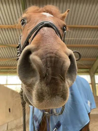 Simon - Galeriebild 1