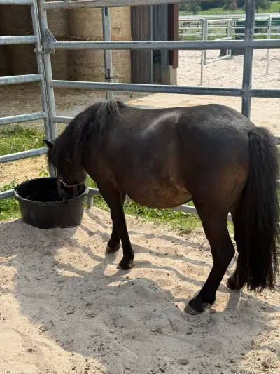 Chica - Galeriebild 2