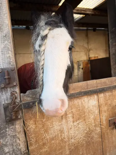 Fiona - Galeriebild 2