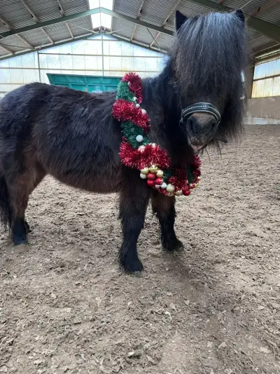 Pucki - Galeriebild 1