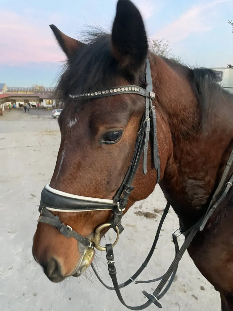 Pony Balu auf dem Ponyhof in Renningen