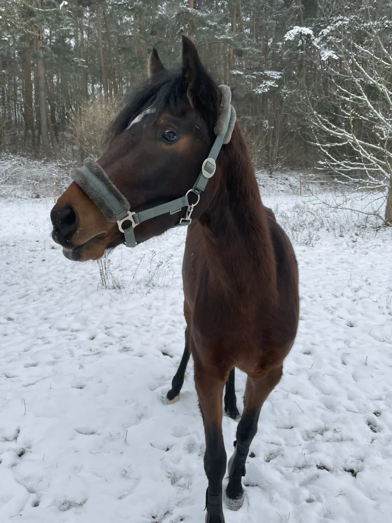 Pony Kylo auf dem Ponyhof in Renningen