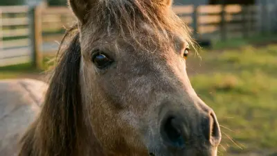 Ein Kind schaut aufmerksam auf die Ohren eines Ponys