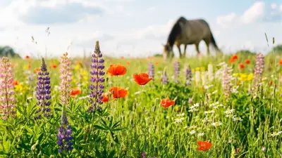 Ponys grasen auf sonniger Sommerwiese in Renningen