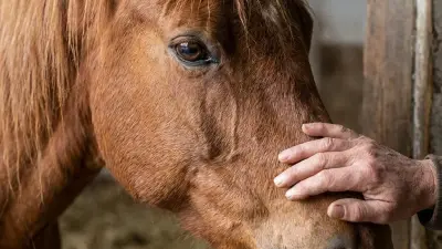 Ein Kind führt ein Pony mit klarer Aufgabe.
