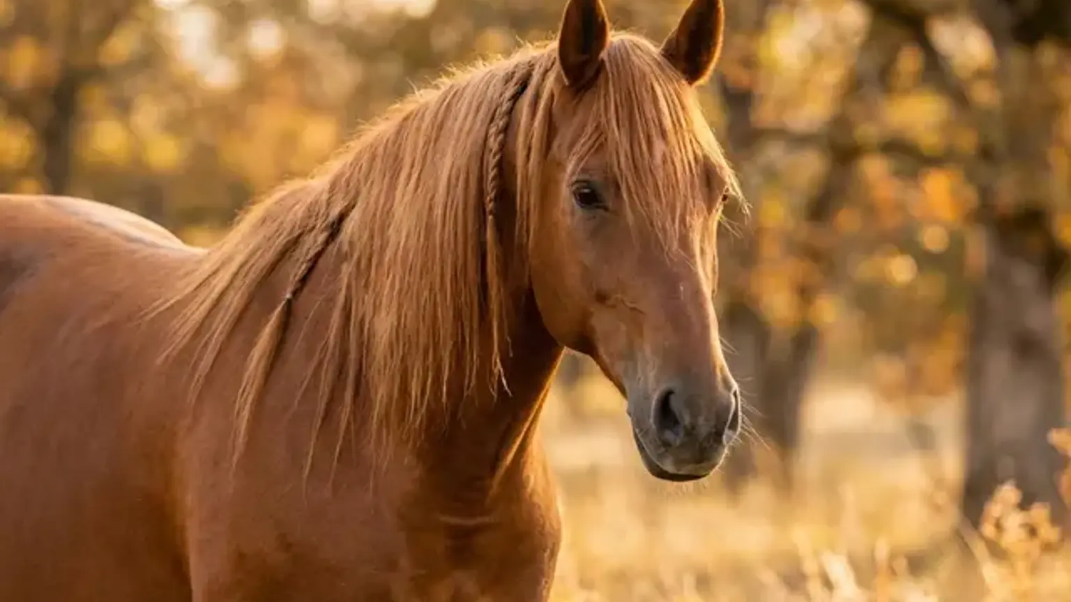 Kind in warmer Jacke streicht Pony an einem herbstlichen Tag