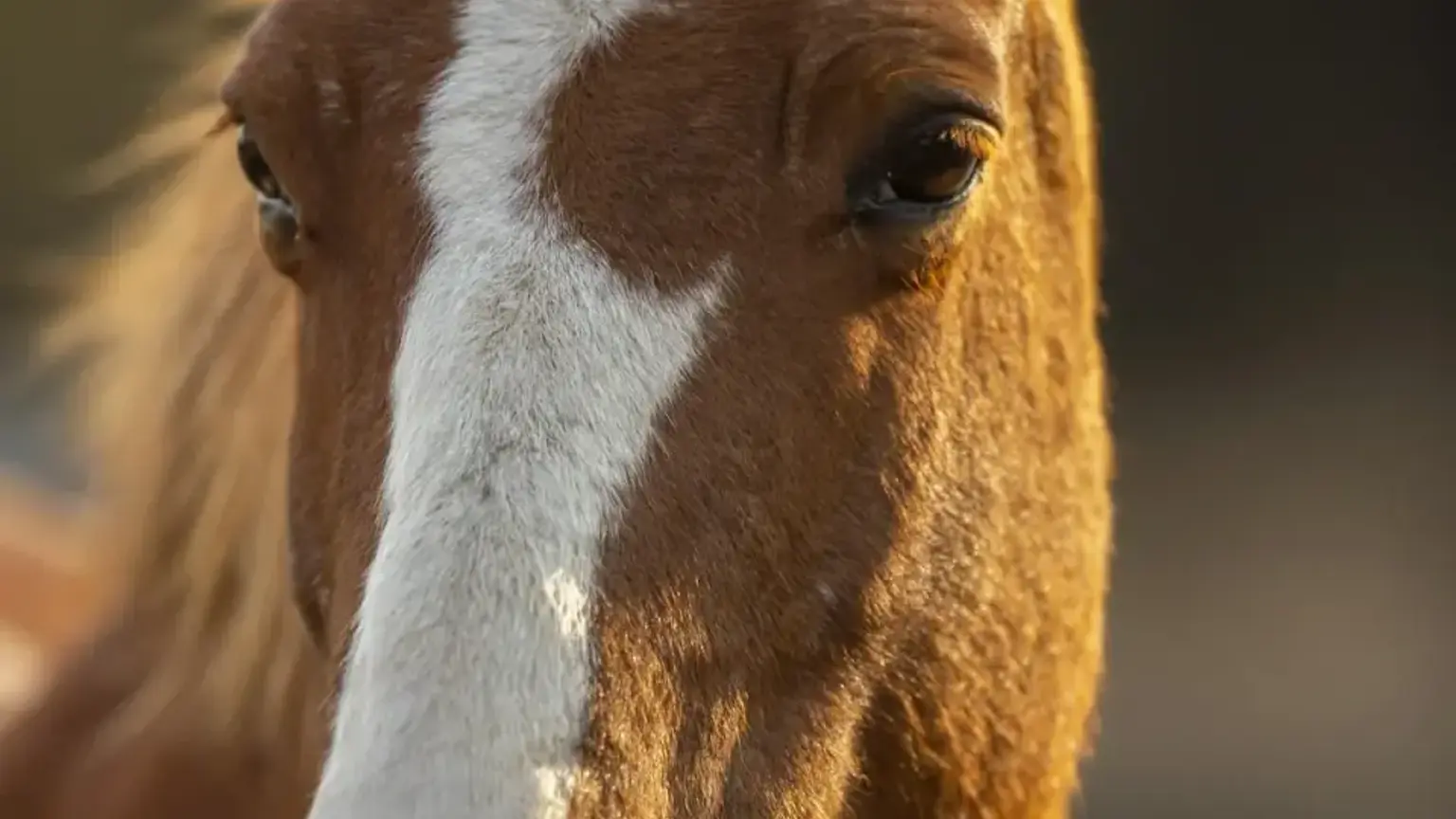 Elternteil begleitet ein Kind ruhig beim ersten Ponytermin