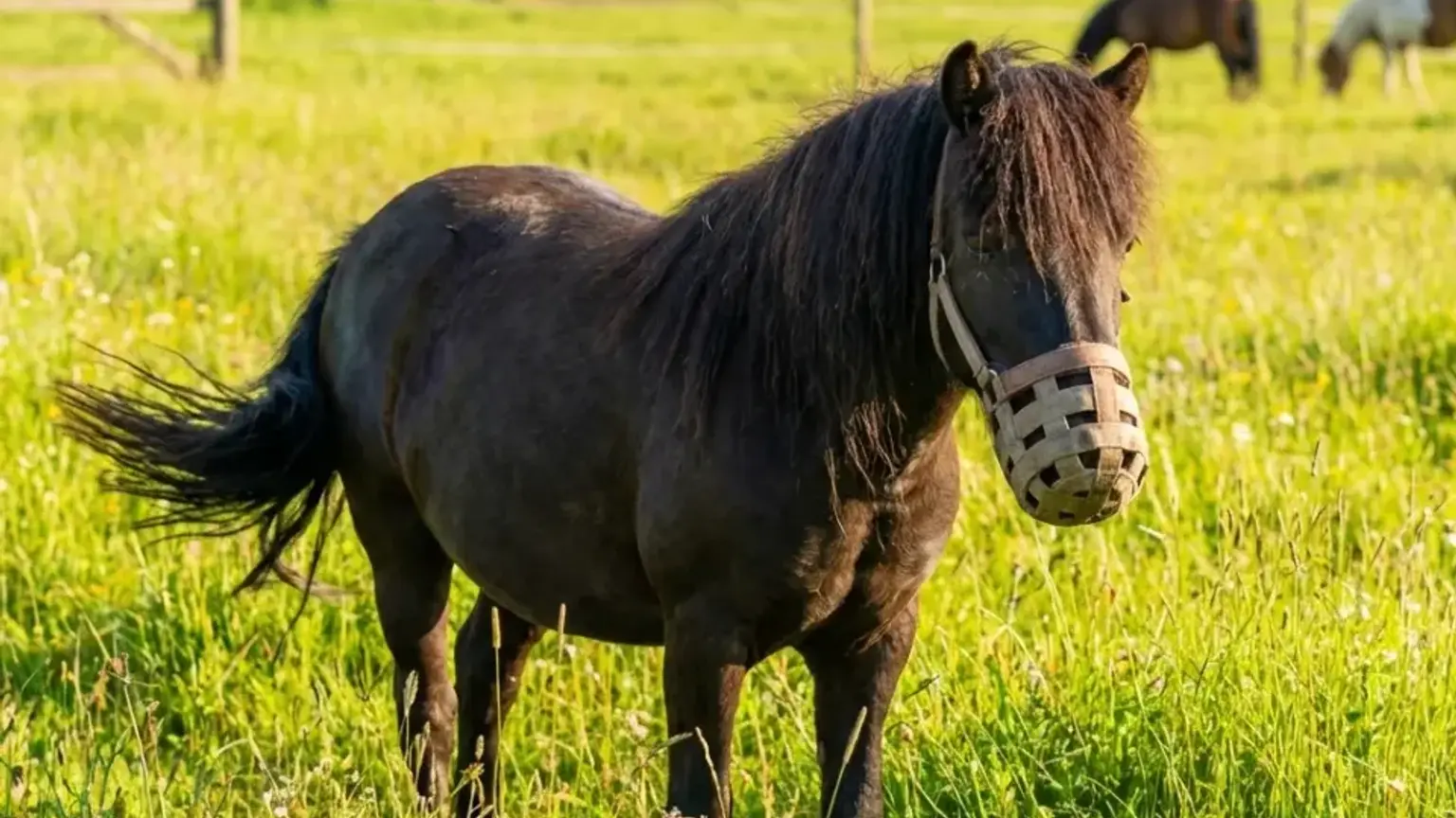Ein robustes Pony mit Fressbremse auf einer saftig grünen Weide im Sommer.
