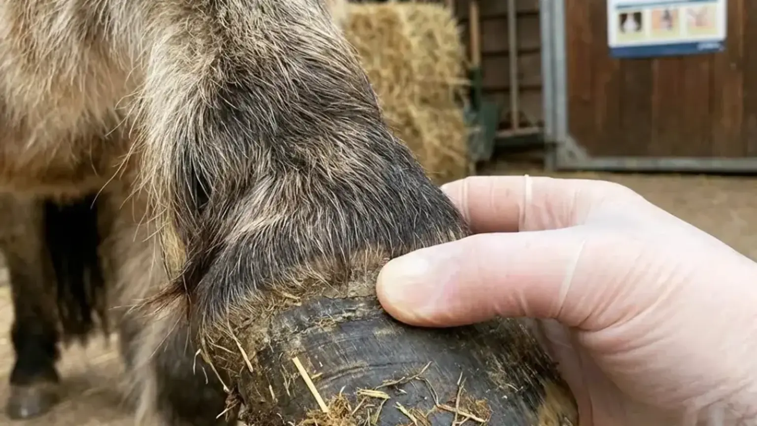 Tierarzt prüft den Puls am Huf eines Pferdes