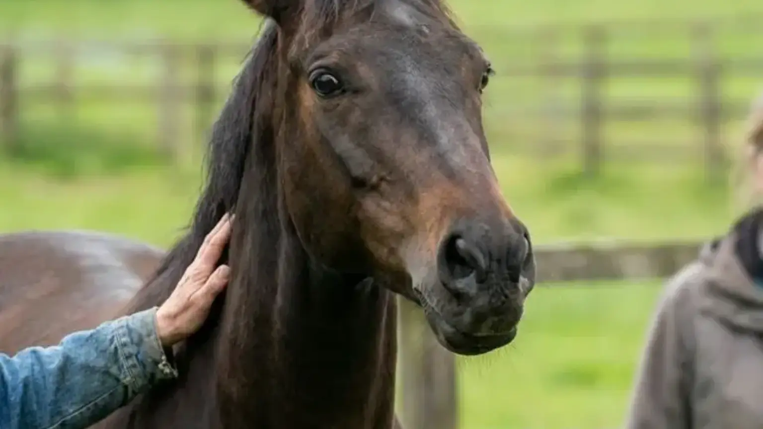 Ein braunes Pferd mit angelegten Ohren und geblähten Nüstern wird von einem Menschen am Hals beruhigt