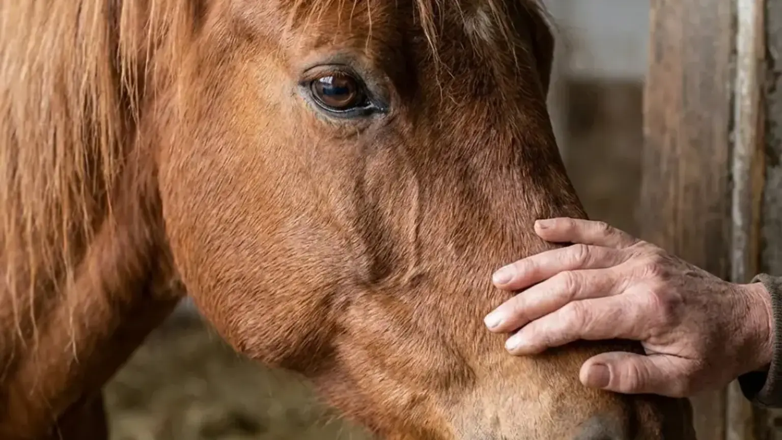 Ein Kind wird beim heilpädagogischen Reiten von zwei Betreuer:innen geführt