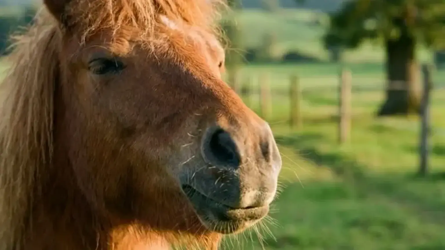 Nahaufnahme der Nüstern eines entspannten Ponys