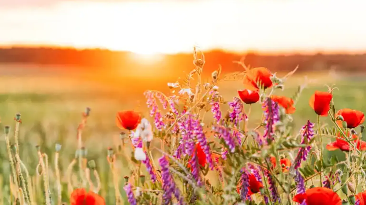 Ein Pony steht auf einer grünen Wiese.