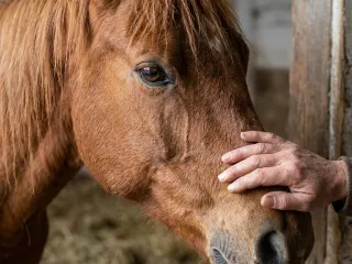 Ein Kind führt ein Pony mit klarer Aufgabe.