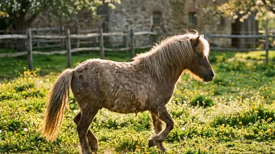Frühling auf dem Ponyhof: Was jetzt wichtig ist