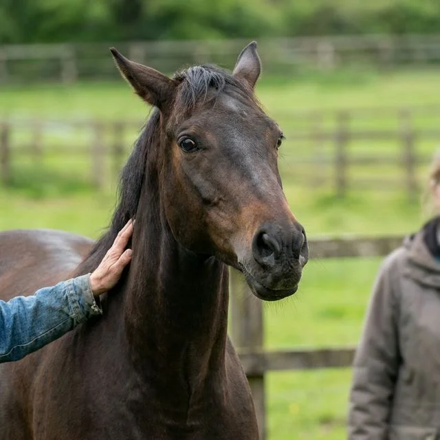 Ein braunes Pferd mit angelegten Ohren und geblähten Nüstern wird von einem Menschen am Hals beruhigt