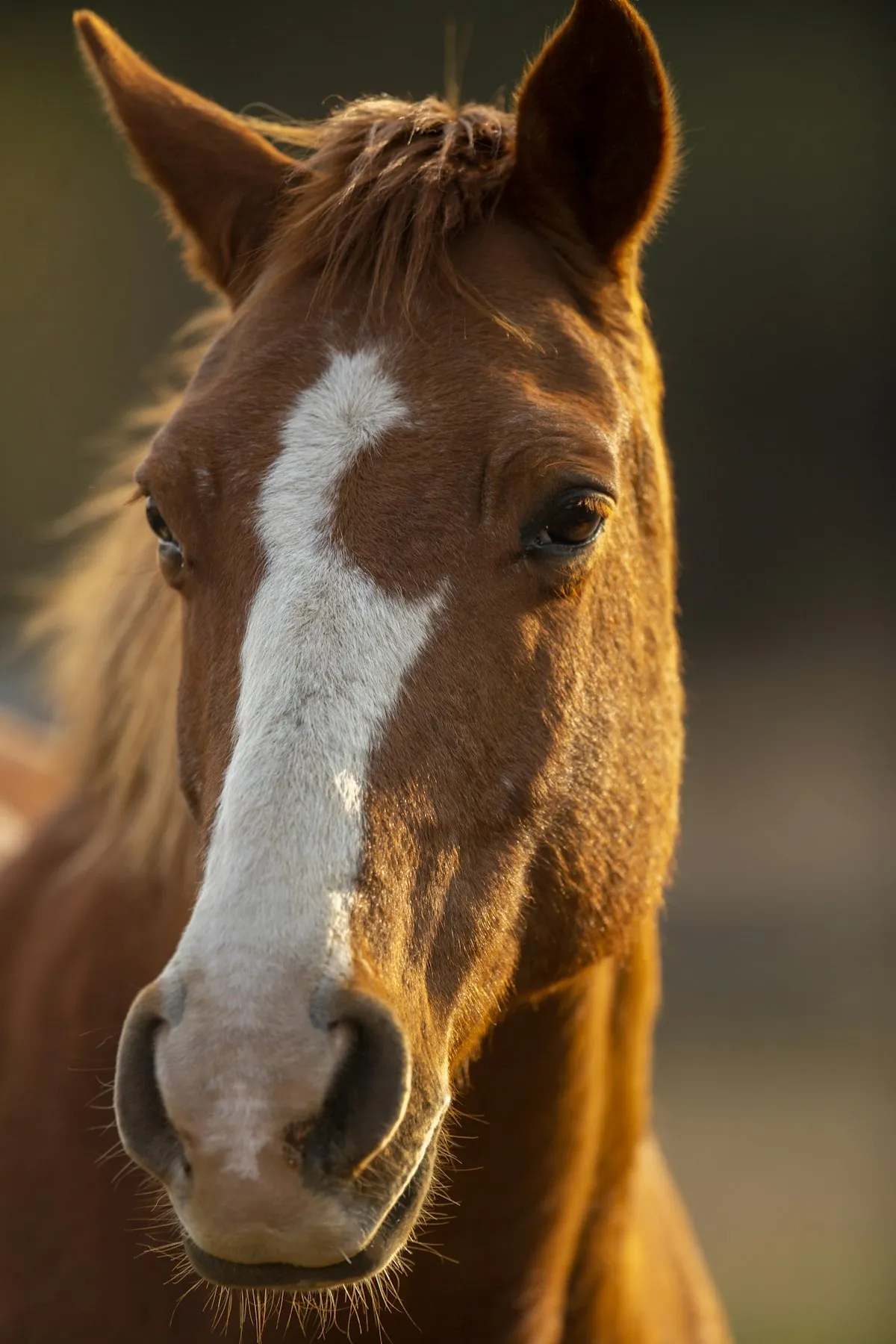 Ein Pony steht ruhig neben einer Reitbahn.