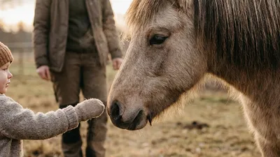 Ein vorsichtiges Kind nähert sich langsam einem ruhigen Pony unter Anleitung.