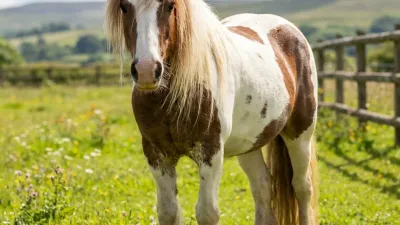 Ein prachtvoller schwarz-weißer Tinker mit langer Mähne auf einer Weide
