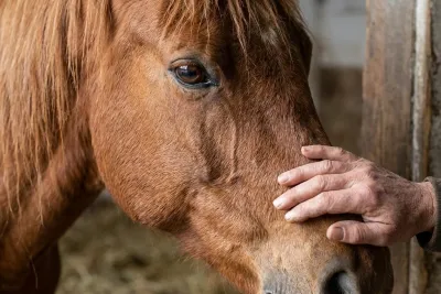 Ein Kind führt ein Pony mit klarer Aufgabe.