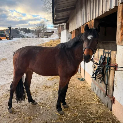 Kylo ist unser kleiner Professor: ein echter Ausbruchskünstler und Türenöffner. Er leckt leidenschaftlich gerne alles ab und hat sogar gelernt, wie.